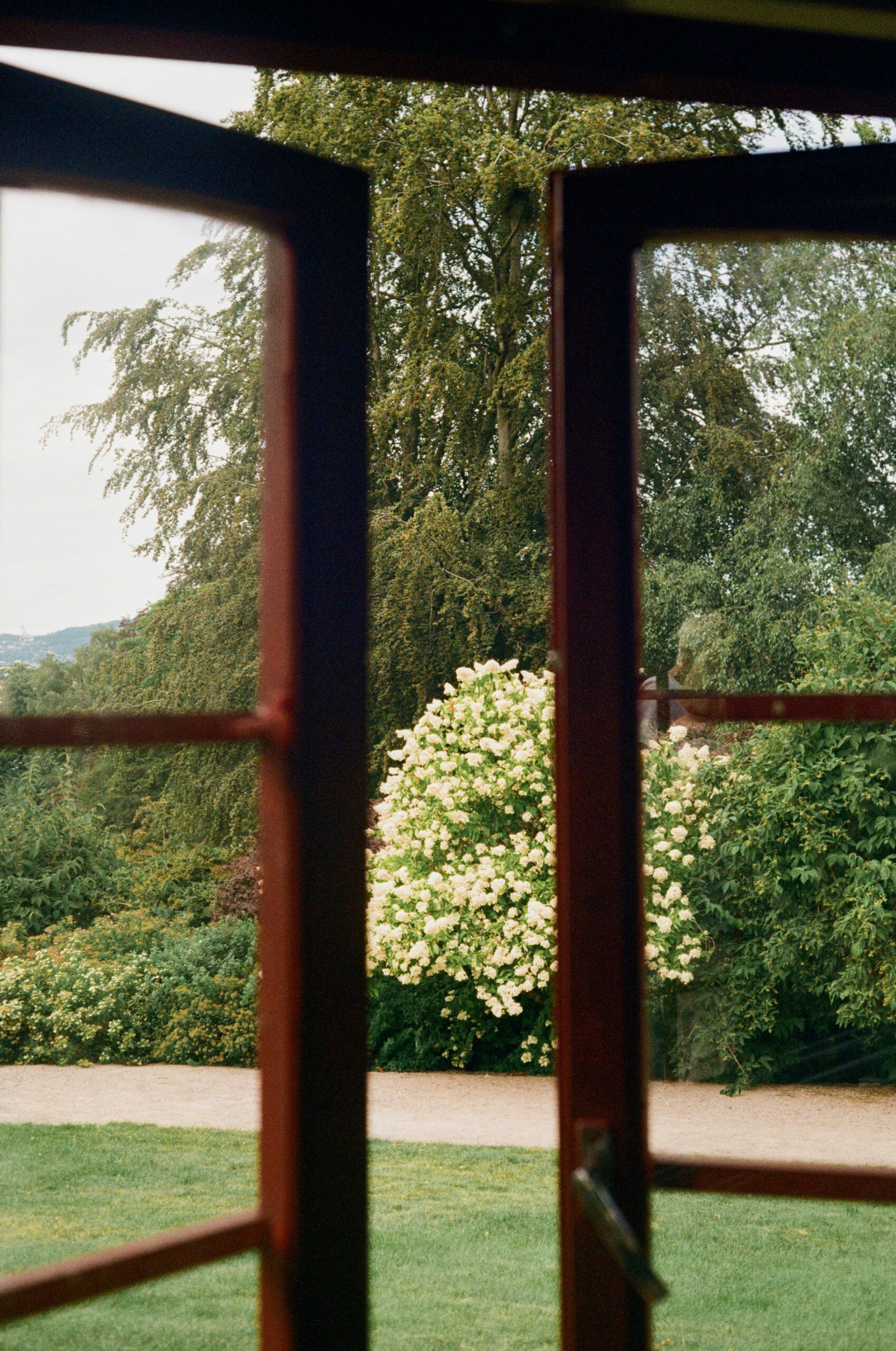 Open window looking out onto a garden with a white flowering bush, a picture of leaving the door open to be pursued